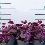 Heuchera hybridná (Heuchera hybrida) ´MULBERRY´ - výška 30-40 cm, kont. C2L
